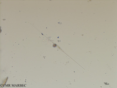 phyto/Scattered_Islands/iles_glorieuses/SIREME May 2016/Nitzschia rectilonga (SIREME-Glorieuses2016-GLO5surf-51016-cylindro5-3)(copy)_thumb.jpg